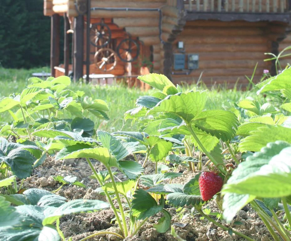 Sadyba Drymba Skhidnytsia Extérieur photo